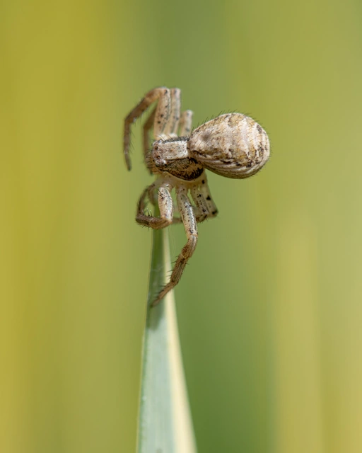 Xysticus