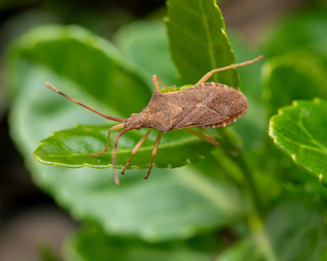 Gonocerus acuteangulatus - aranypetés karimáspoloska