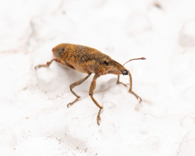 Lixus pulverulentus - mályvafúró dudvabarkó