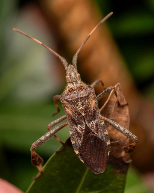 Leptoglossus occidentalis - nyugati levéllábú poloska Leptoglossus occidentalis - nyugati levéllábú poloska