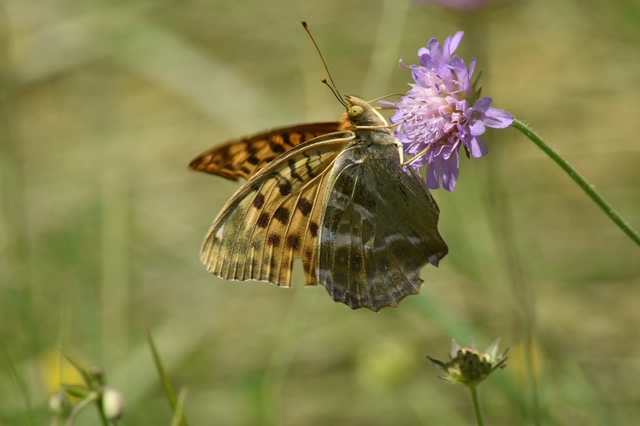 Argynnis paphia - nagy gyöngyházlepke