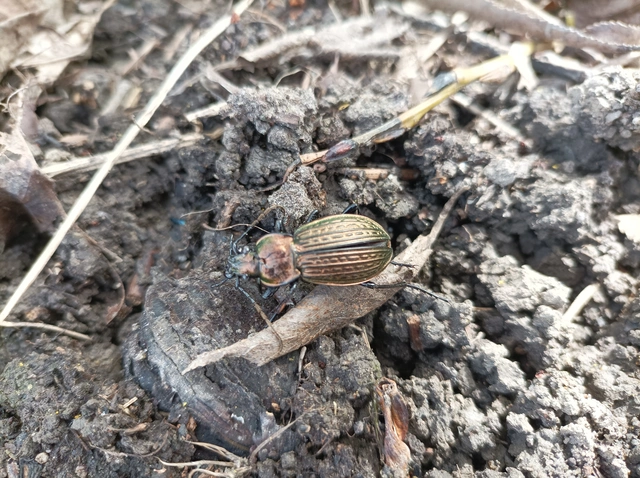 Carabus ulrichii - rezes futrinka