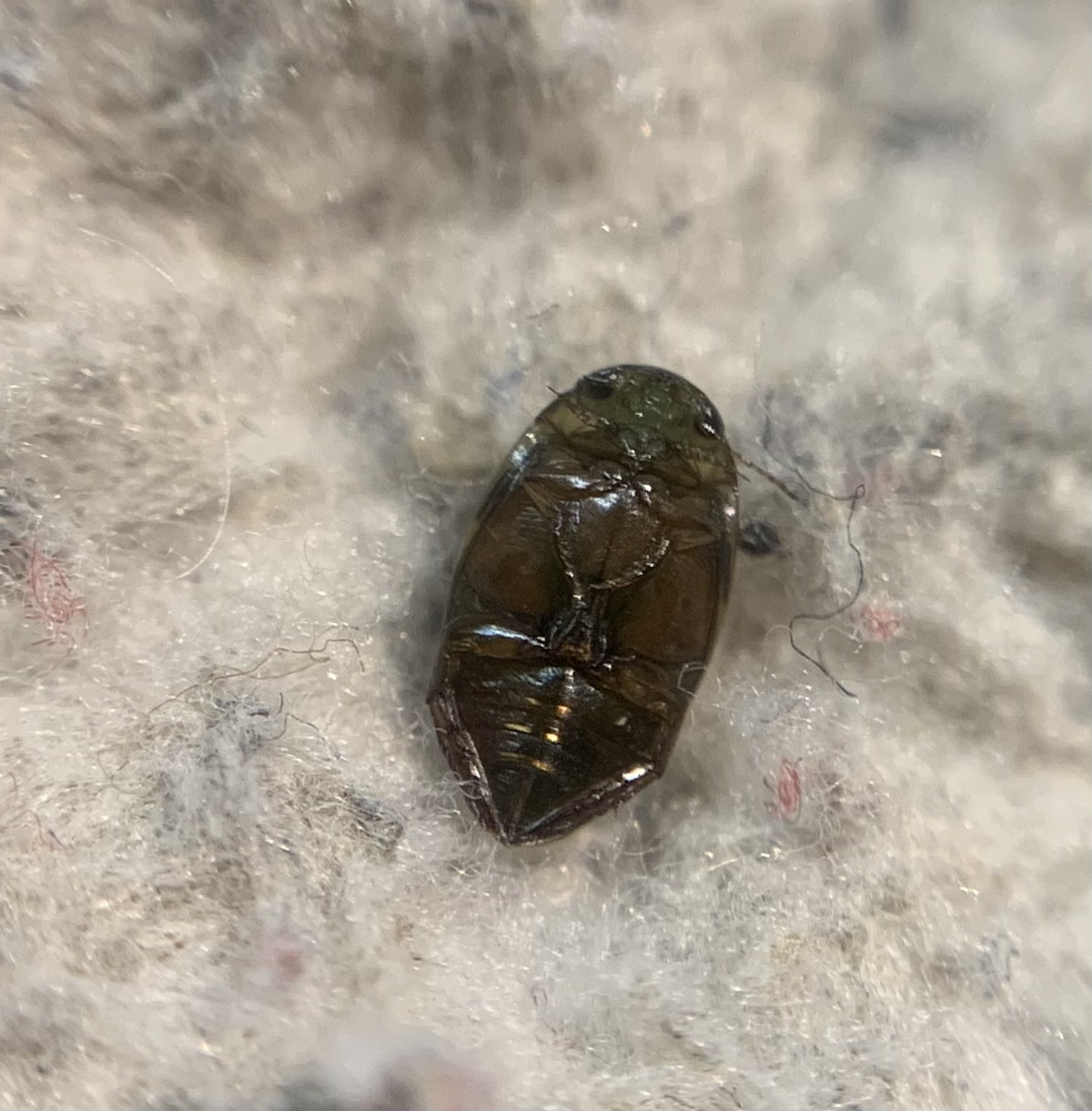 Laccophilus minutus - néma bukóbogár