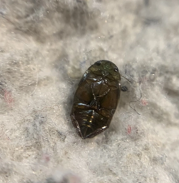Laccophilus minutus - néma bukóbogár