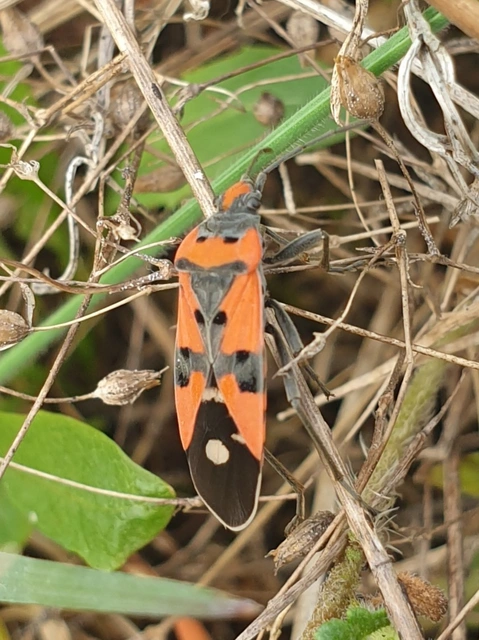 Lygaeus equestris/simulans