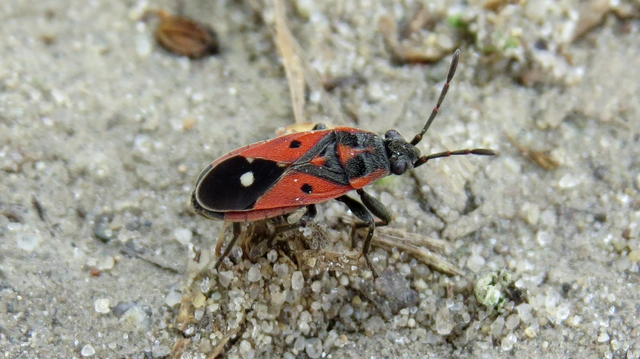 Melanocoryphus tristrami