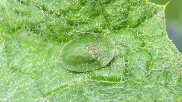 Cassida rubiginosa - lapos pajzsbogár Cassida rubiginosa - lapos pajzsbogár