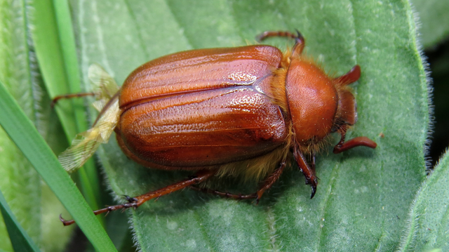 Holochelus aequinoctialis - tavaszeleji cserebogár