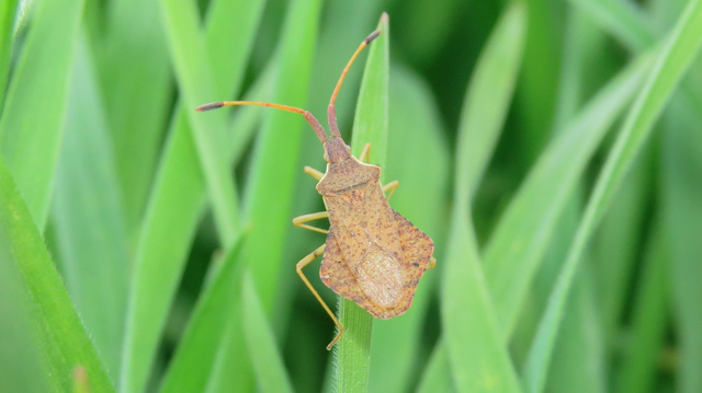 Syromastus rhombeus - vitorlás karimáspoloska