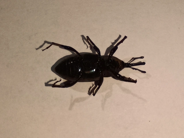 Sphenophorus