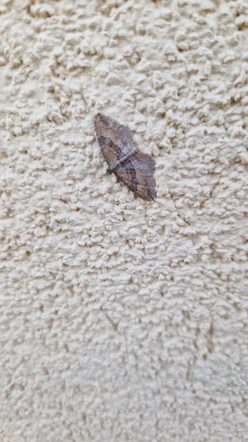 Orthonama obstipata - vándoraraszoló