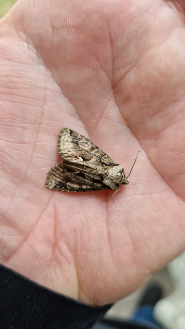 Allophyes oxyacanthae - galagonyabagoly