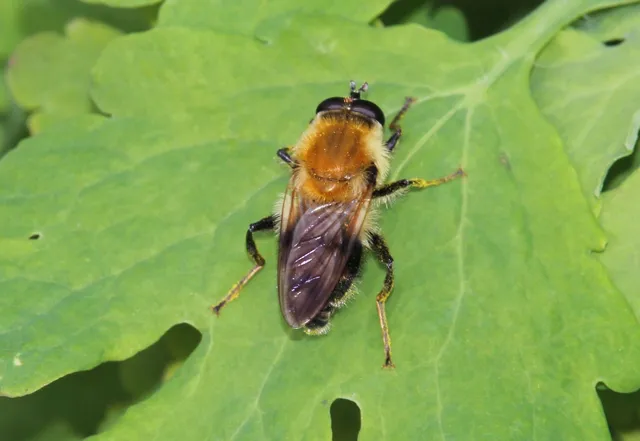 Criorhina
