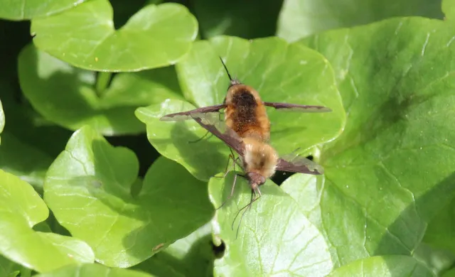 Bombylius major - szegélyes pöszörlégy