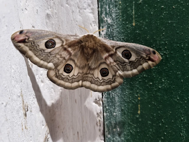 Saturnia pavoniella/pavonia
