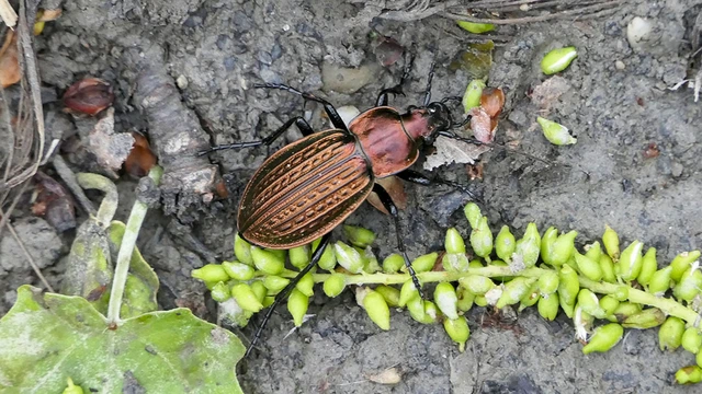 Carabus ulrichii - rezes futrinka