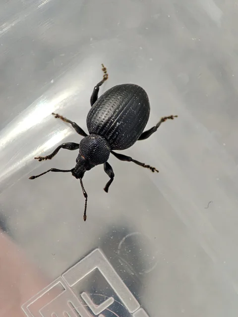 Otiorhynchus catenulatus - gyászos gyalogormányos