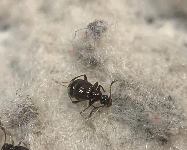 Rybaxis longicornis - vörösfedős tapogatósbogár