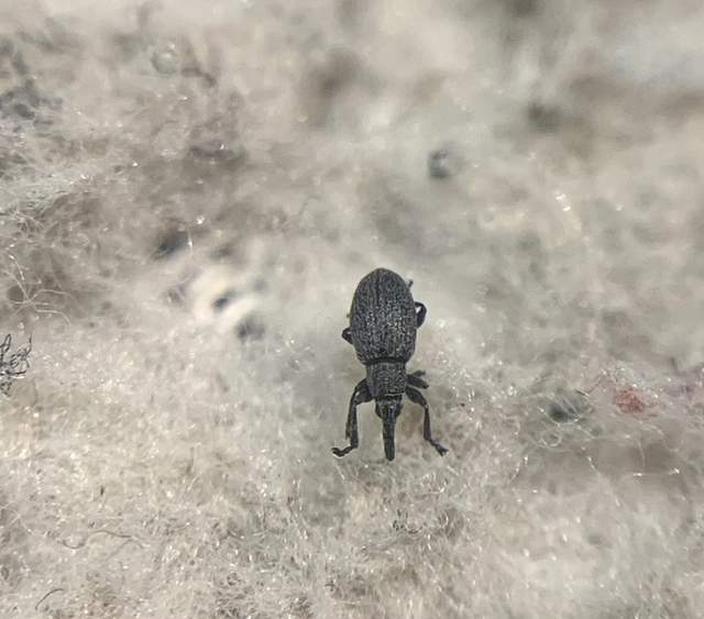 Catapion seniculus - lóhereszár-cickányormányos Catapion seniculus - lóhereszár-cickányormányos