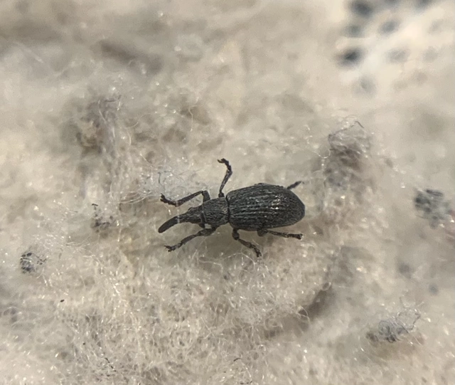 Catapion seniculus - lóhereszár-cickányormányos Catapion seniculus - lóhereszár-cickányormányos