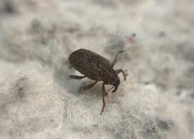 Lignyodes suturatus - barázdás kőrismagormányos