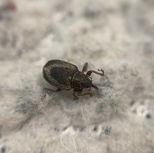 Lignyodes suturatus - barázdás kőrismagormányos