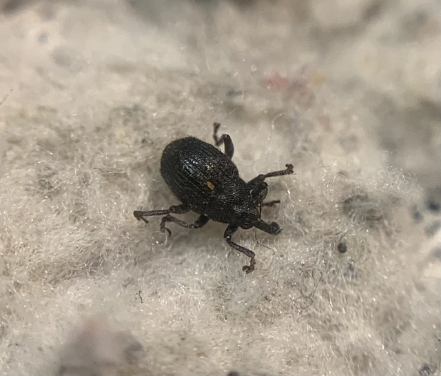 Glocianus pilosellus - szőrös gömbdedormányos
