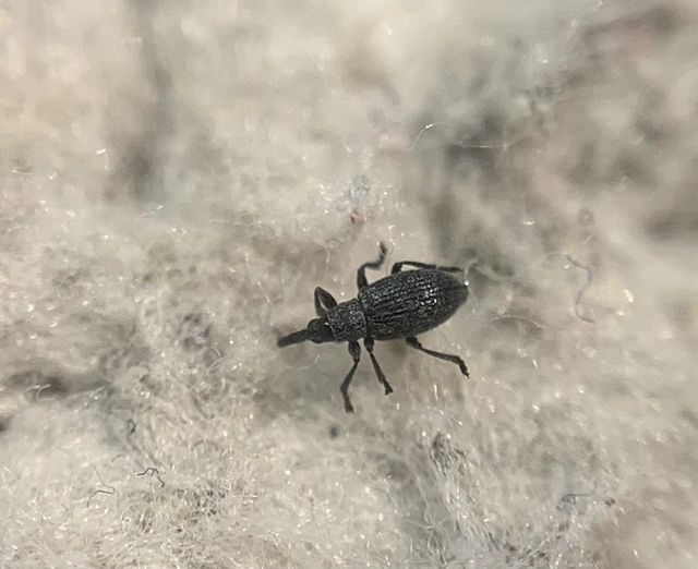 Catapion seniculus - lóhereszár-cickányormányos Catapion seniculus - lóhereszár-cickányormányos
