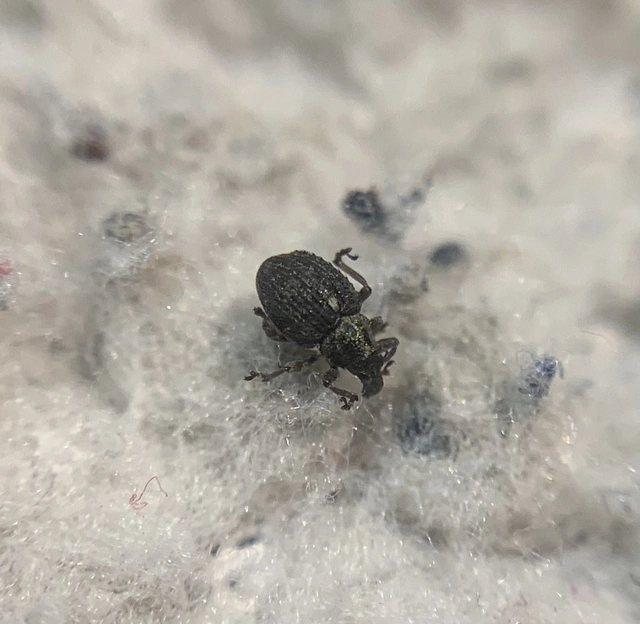 Neophytobius quadrinodosus - vidrakeserűfű-ormányos