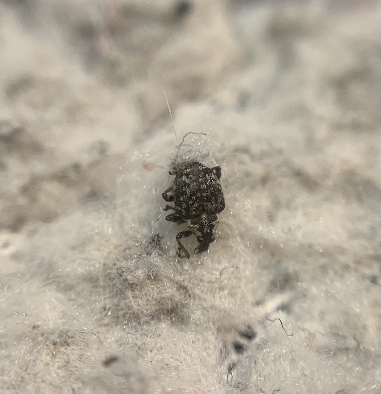 Pelenomus commari - közönséges keserűfű-ormányos