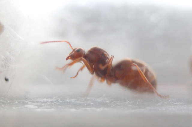 Prenolepis nitens - ragyogóhangya