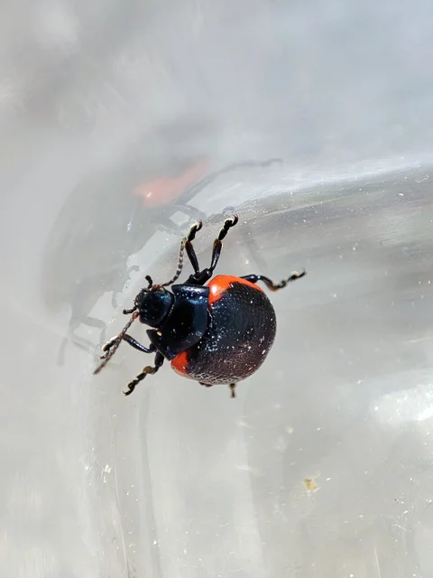 Chrysolina rossia - trapézhátú szegélyeslevelész