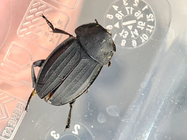 Silpha obscura - közönséges dögbogár