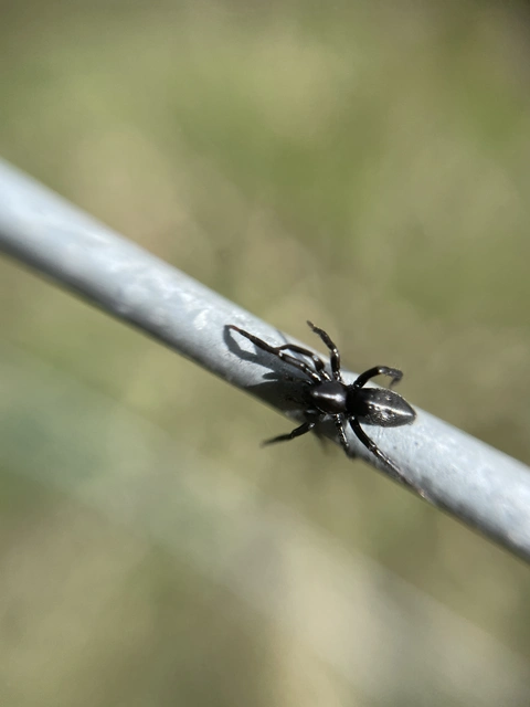 Gnaphosidae - kövipókok
