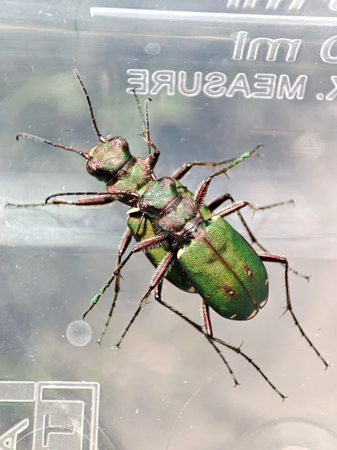 Cicindela campestris - mezei homokfutrinka