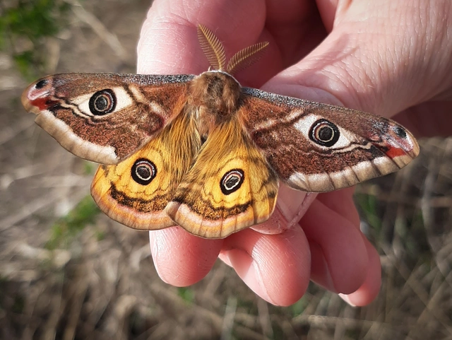 Saturnia pavoniella/pavonia