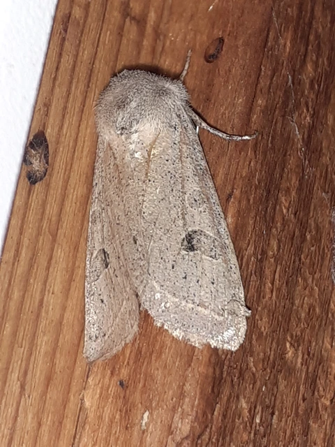 Orthosia gracilis - karcsú barkabagoly