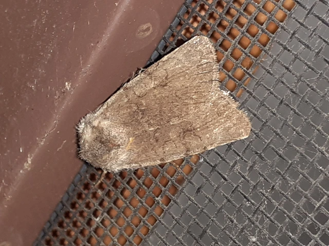 Cerastis rubricosa - vörhenyes tavaszibagoly