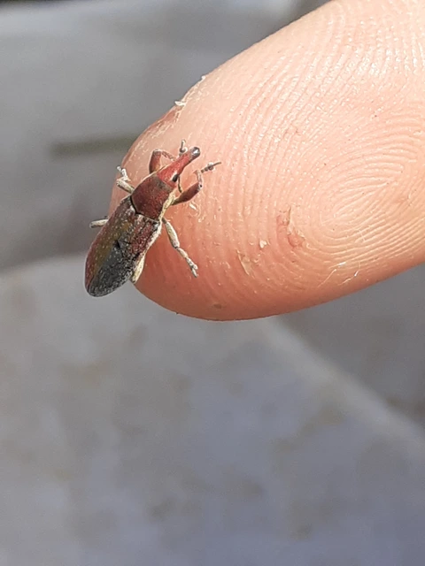 Lixus vilis - gémorr-dudvabarkó