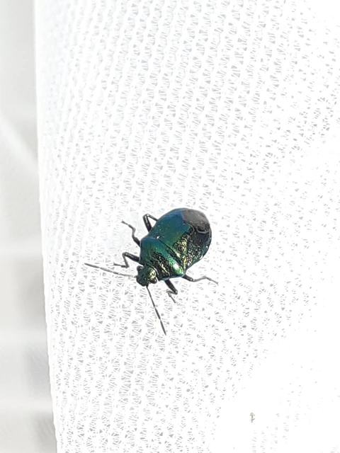 Zicrona caerulea - acélkék poloska Zicrona caerulea - acélkék poloska