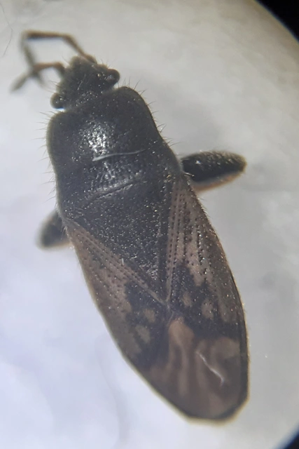 Megalonotus sabulicola