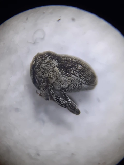 Nedyus quadrimaculatus - közönséges csalánormányos
