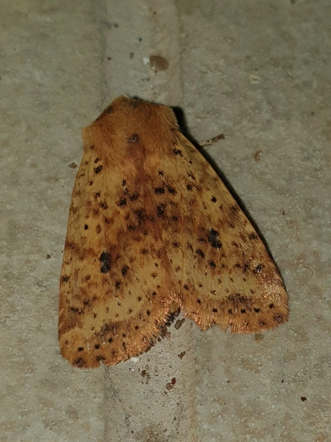Conistra rubiginea - vörös őszibagoly
