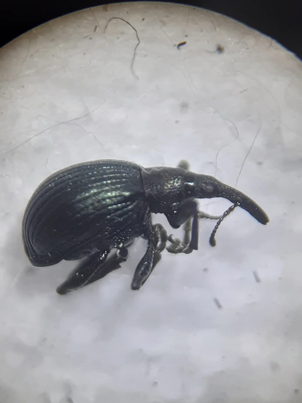 Eutrichapion punctiger - bükkönyrontó cickányormányos