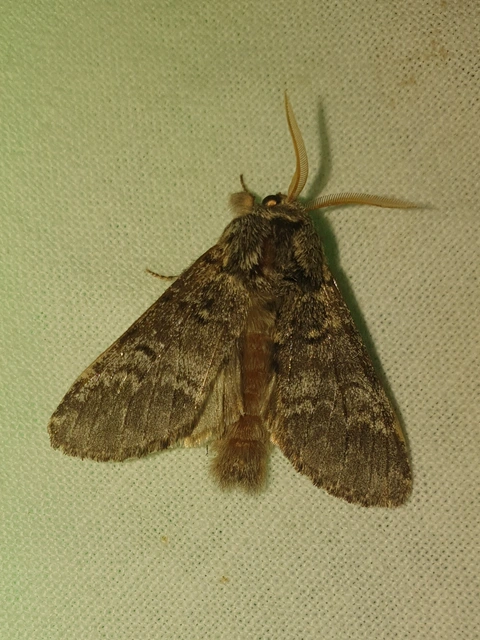 Drymonia ruficornis - cserfa-púposszövő