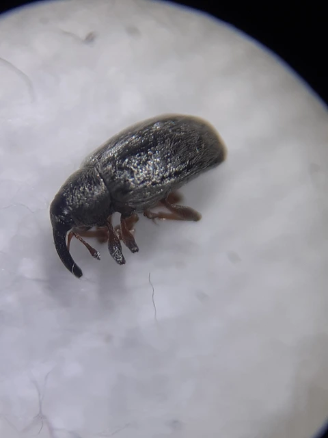 Acalyptus sericeus - selymes fűzormányos