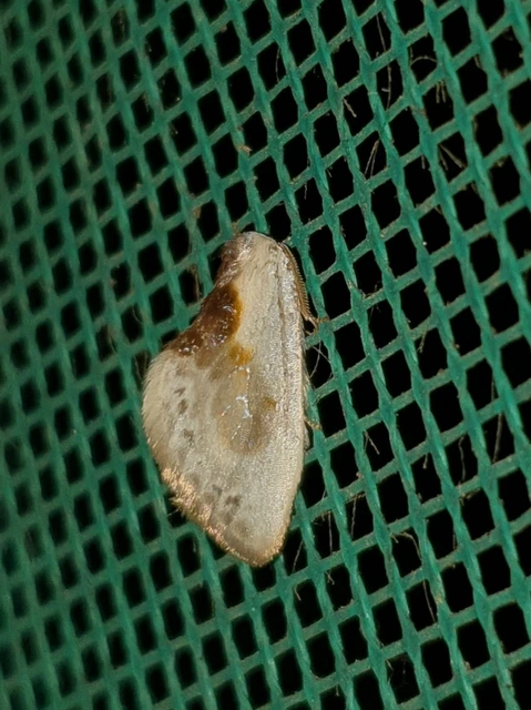 Cilix glaucata - törpe sarlósszövő