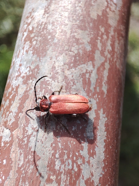 Coleoptera - Bogarak