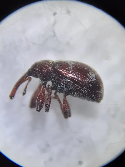 Anthonomus Anthonomus