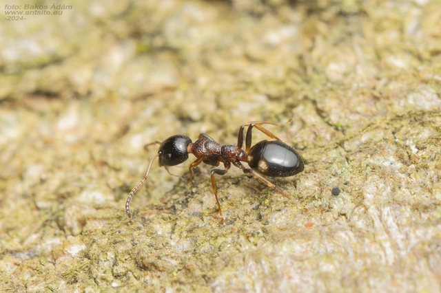 Dolichoderus quadripunctatus - négypettyes erdeihangya